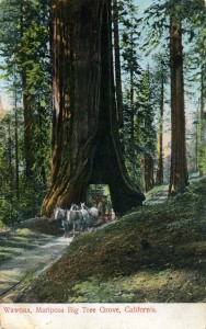 Wawona Mariposa, Big Tree Grove, mailed 1908                 